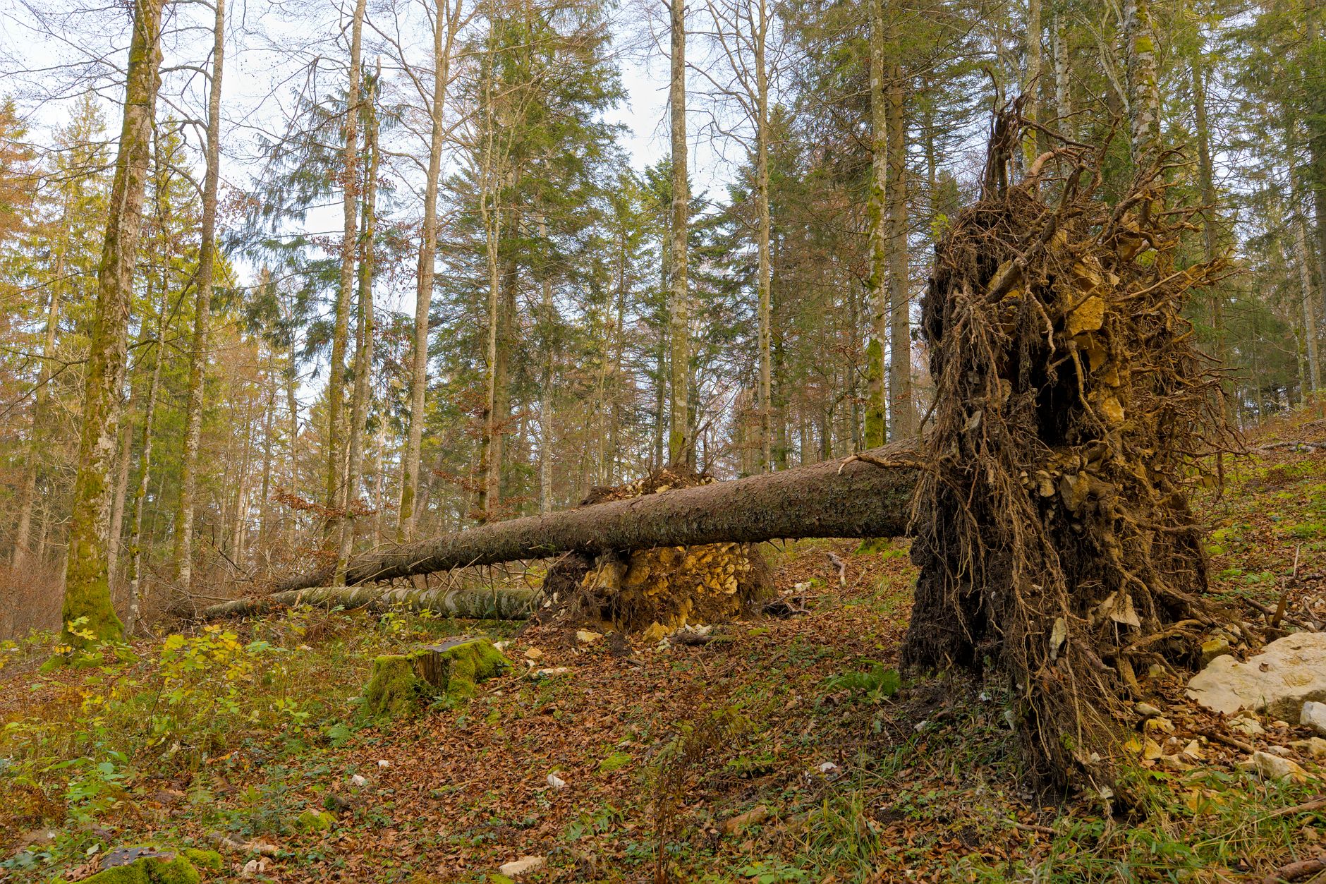 Enlèvement arbre urgence équipe à Chalon-sur-Saône